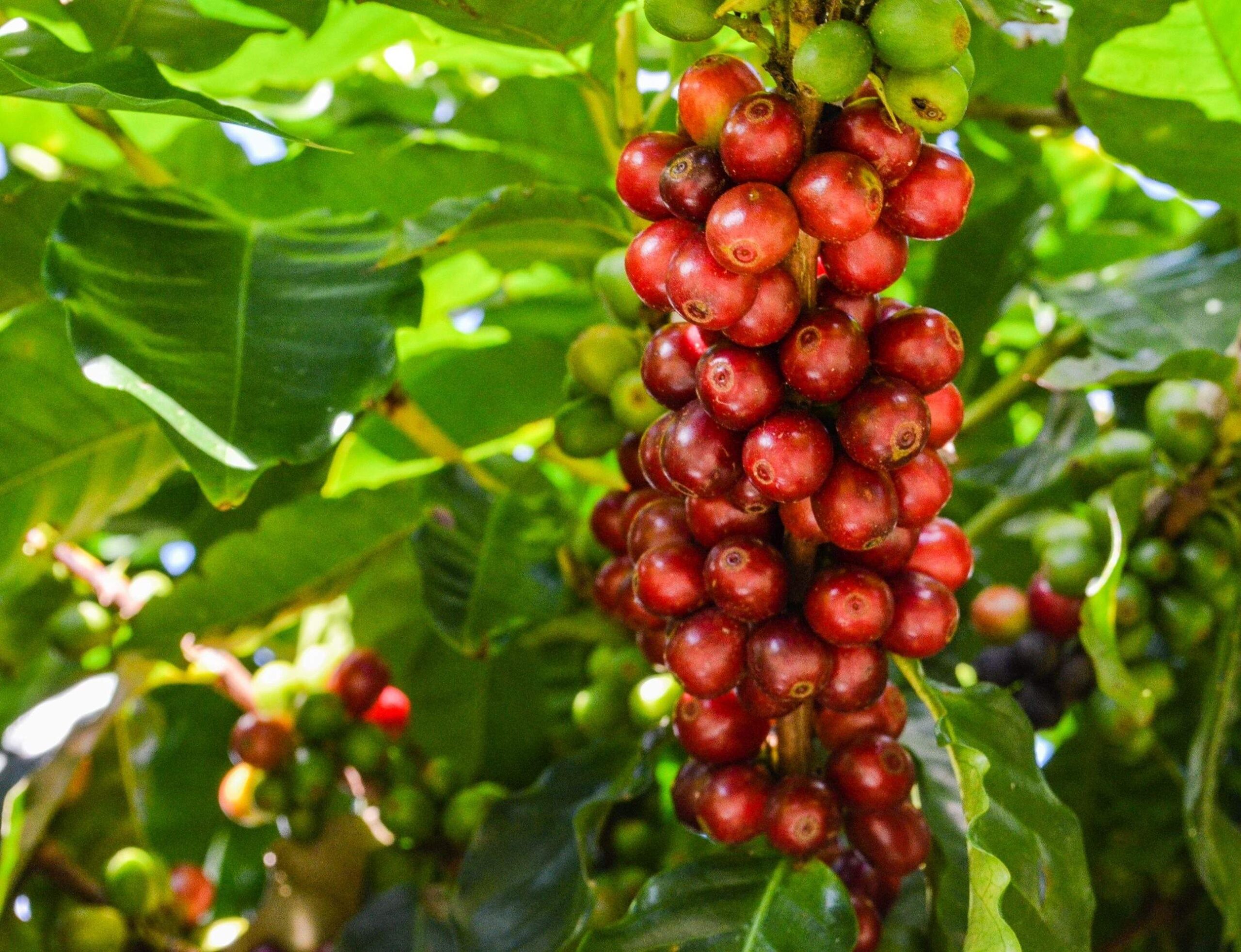 Café conilon capixaba ganha espaço na Bolsa de Valores