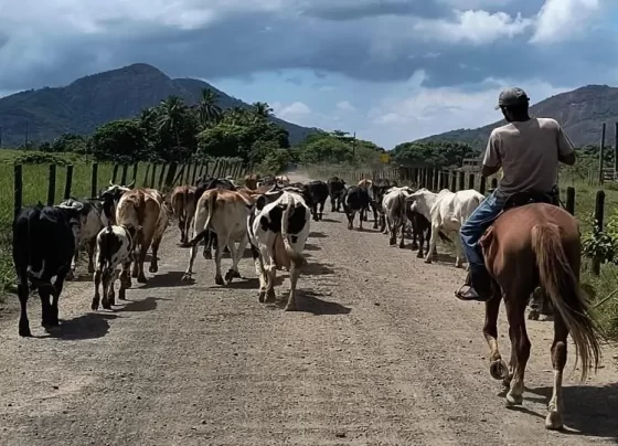 Crescimento na produção de leite, tilápia e mel impulsiona o agronegócio capixaba em 2023