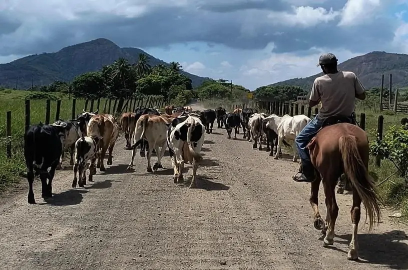 Crescimento na produção de leite, tilápia e mel impulsiona o agronegócio capixaba em 2023