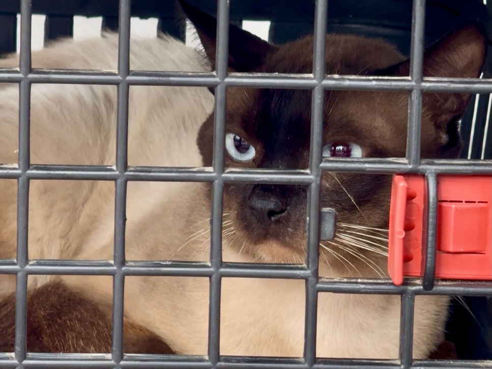 Itaguaçu realiza campanha de castração e vacinação com apoio do Pet Vida