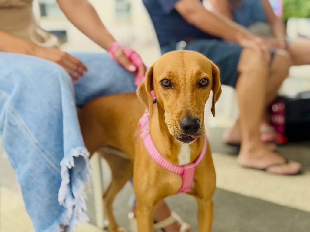 Itaguaçu realiza campanha de castração e vacinação com apoio do Pet Vida