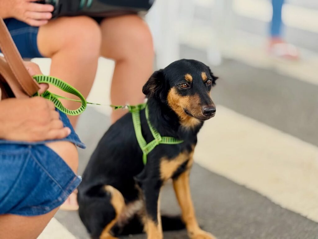 Itaguaçu realiza campanha de castração e vacinação com apoio do Pet Vida